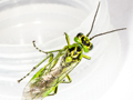 Rhogogaster scalaris